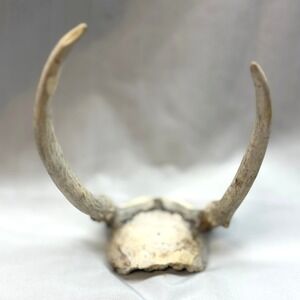 Unbranded Deer Antler Spikes Skull Cap Small Tan Good Vintage Rustic Decor